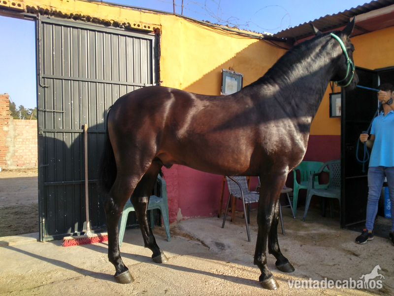 Se vende potro PRE  in 