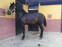 Se vende potro PRE