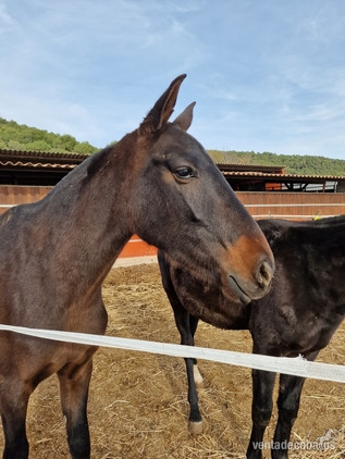Caballo PRE espectacular in 