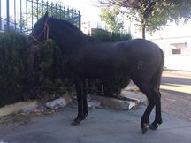 Potro de Peralta