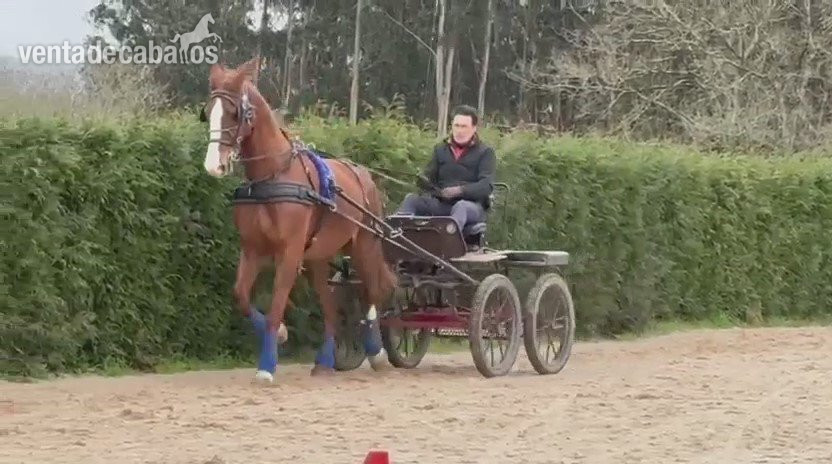 Caballos Capados EMPTY - KWPN en venta
