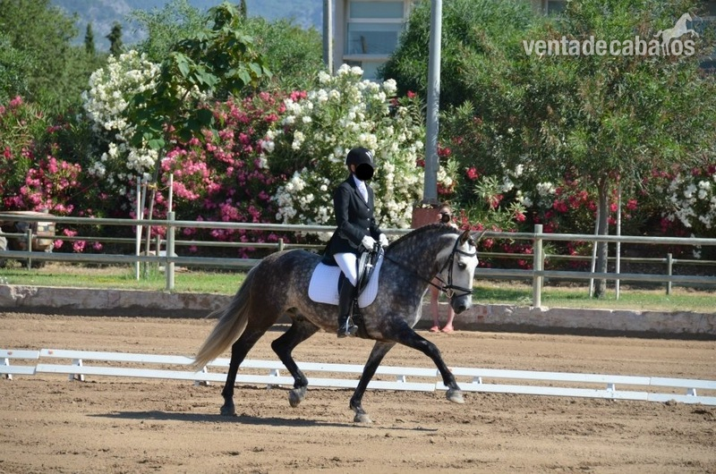 Caballo de doma clasica in 