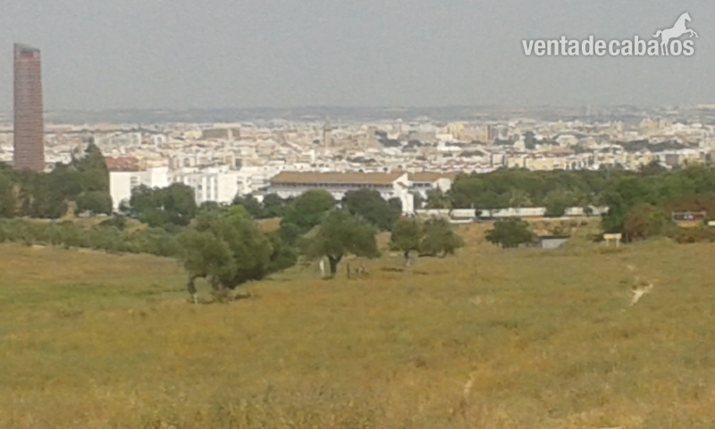 finca en gines in gines