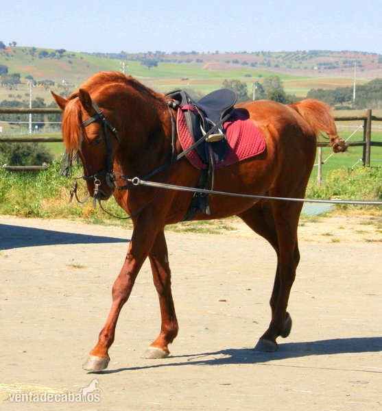 VENTA DE CABALLO PSA OAIS in 