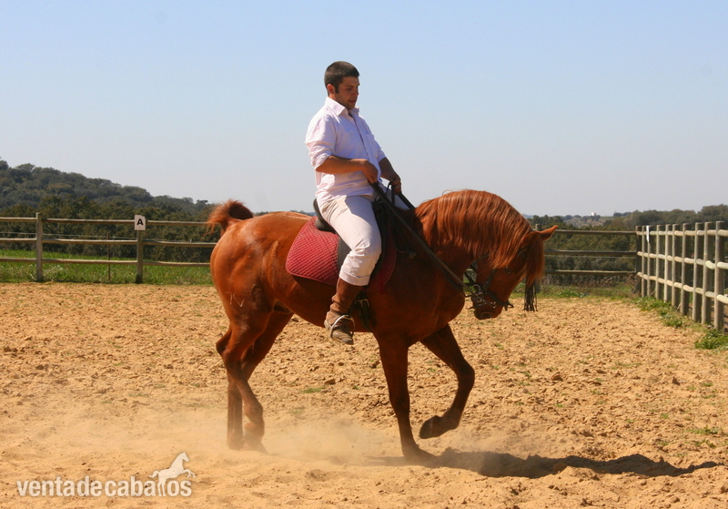 Caballos Árabes Arabe - VENTA DE CABALLO PSA OAIS