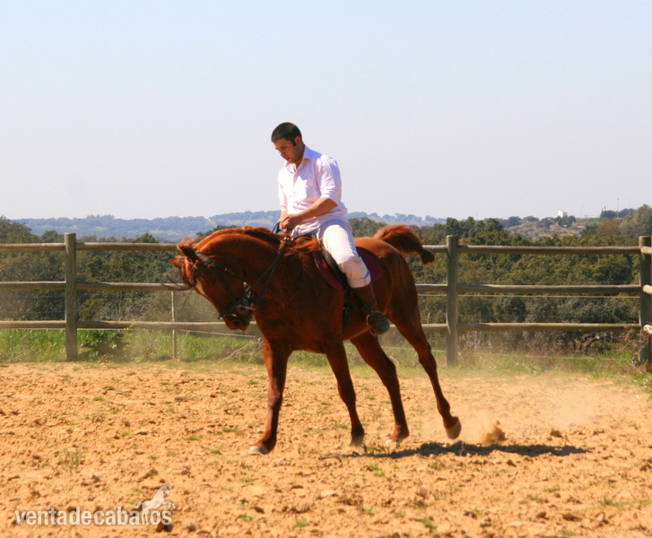 VENTA DE CABALLO PSA OAIS - Caballos Árabes Arabe