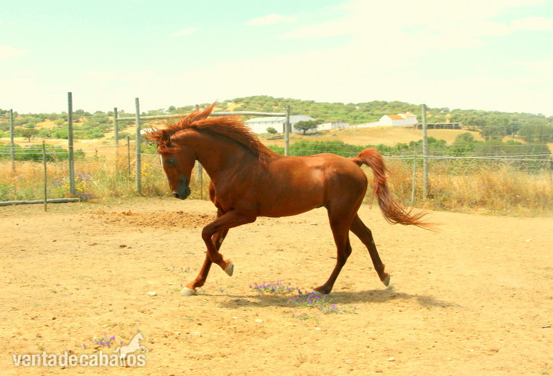 VENTA DE CABALLO PSA OAIS - Arabe