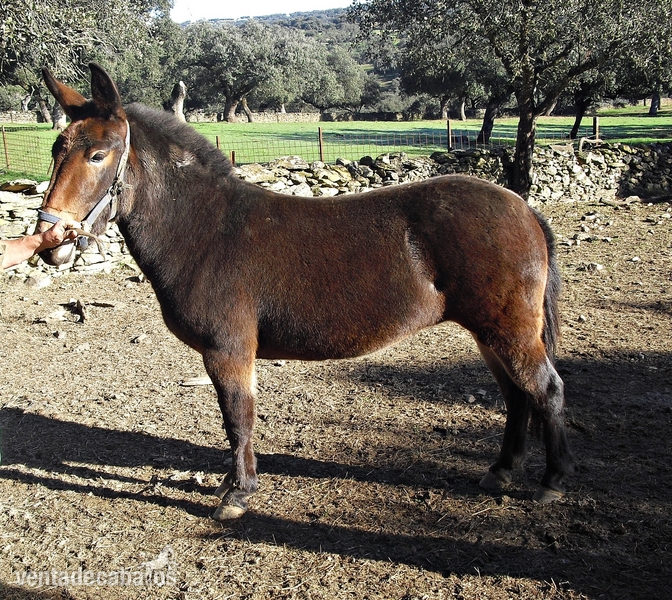 Mulo {TYPE}