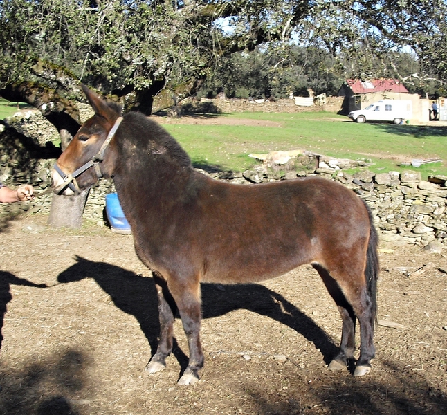 Burros Mulo - SE VENDE MULETA