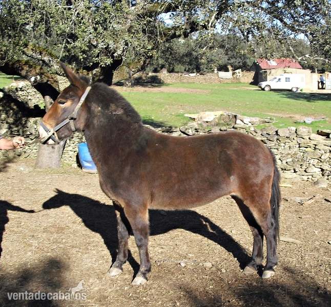 Burros Mulo - SE VENDE MULETA