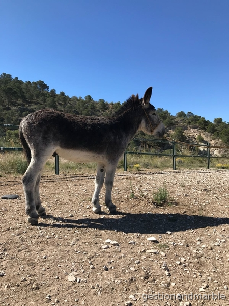 Burro Cordobés Semental  in 