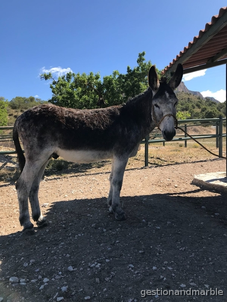 Burro Cordobés 