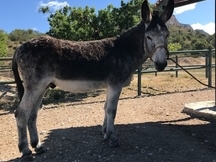 Burro Cordobés Semental