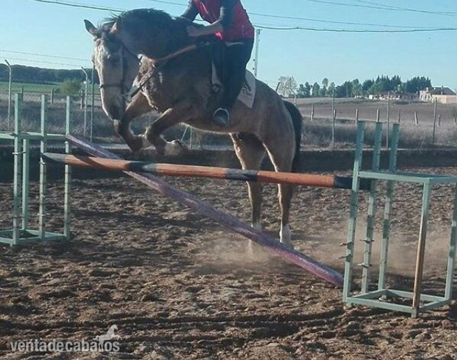 Busco/Cambio/Cedo Caballo KWPN - Caballo centro europeo de salto 