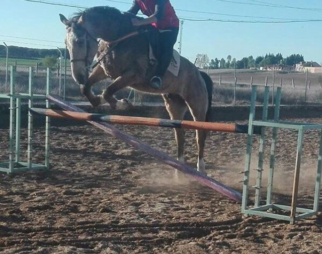 Busco/Cambio/Cedo Caballo KWPN - Caballo centro europeo de salto 