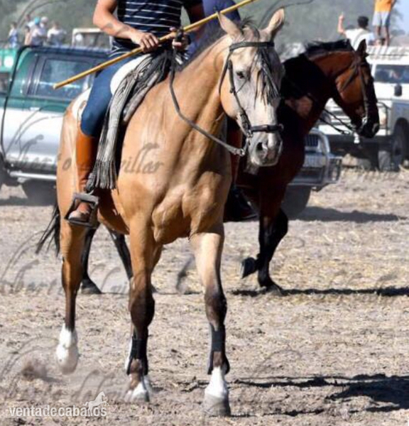 Caballo centro europeo de salto  - KWPN