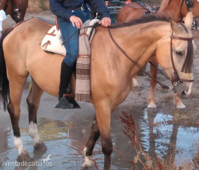 Caballo centro europeo de salto  - Busco/Cambio/Cedo Caballo