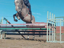 Caballo centro europeo de salto 
