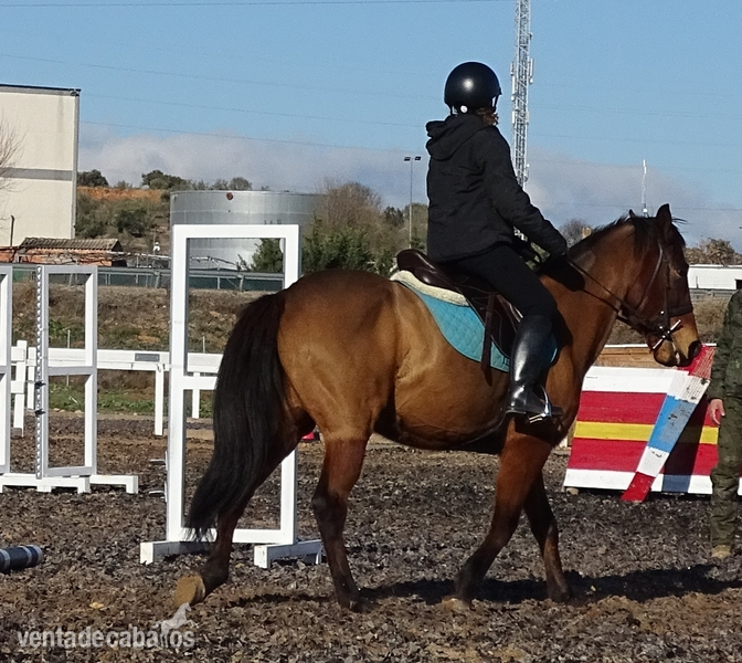 SE VENDE PONY D in 