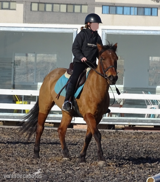 Ponis Pony Club mestizo - SE VENDE PONY D