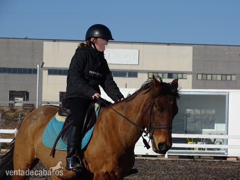SE VENDE PONY D - Ponis Pony Club mestizo