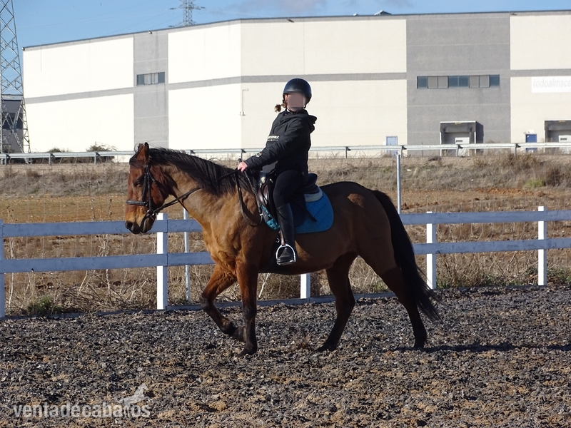 SE VENDE PONY D - mestizo