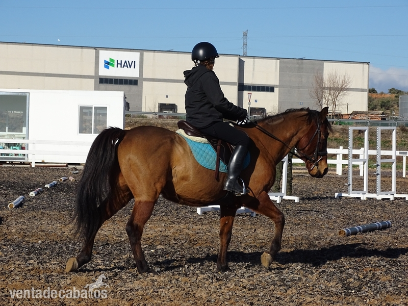 SE VENDE PONY D - Ponis Pony Club