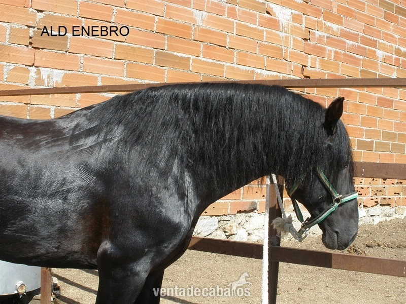 Pura Raza Española {TYPE}