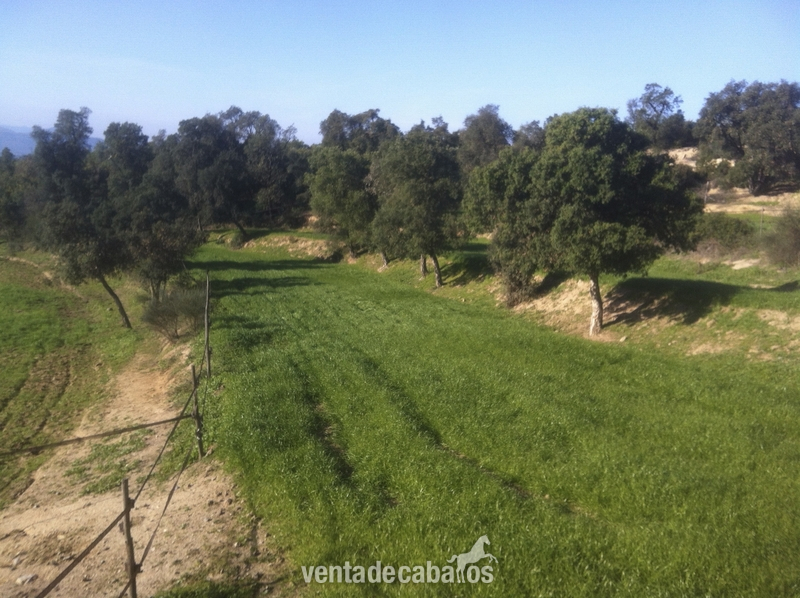 Fantastica Finca equina de 40 hectareas 