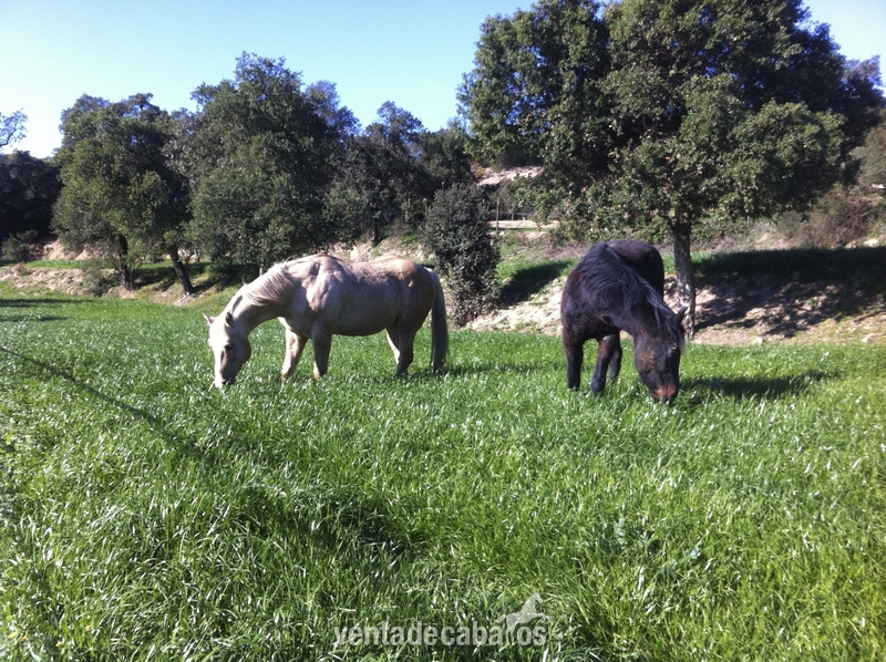 Maçanet de la Selva ( Girona) Fantastica Finca equina de 40 hectareas 