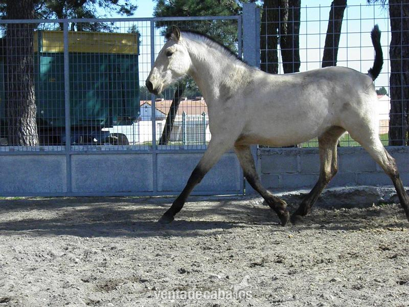 Caballos Pura Raza Española (P.R.E.) Pura Raza Española - SEGUNDA AG (BAYA PRE)