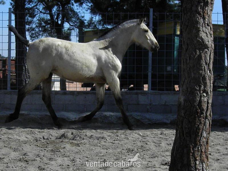 SEGUNDA AG (BAYA PRE) - Caballos Pura Raza Española (P.R.E.) Pura Raza Española