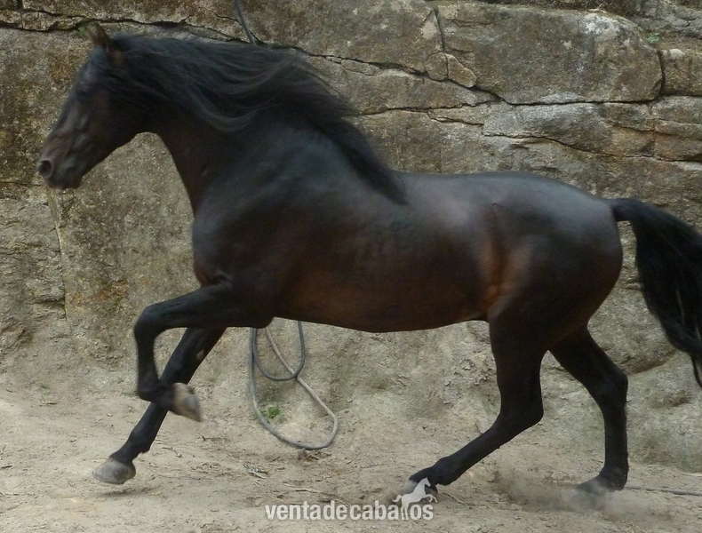 Pura raza española, caballo entero domado in 