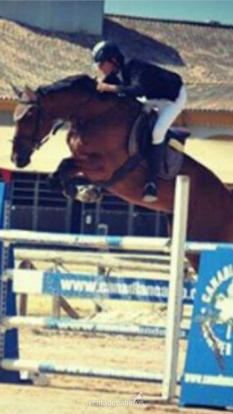 caballo de salto in 