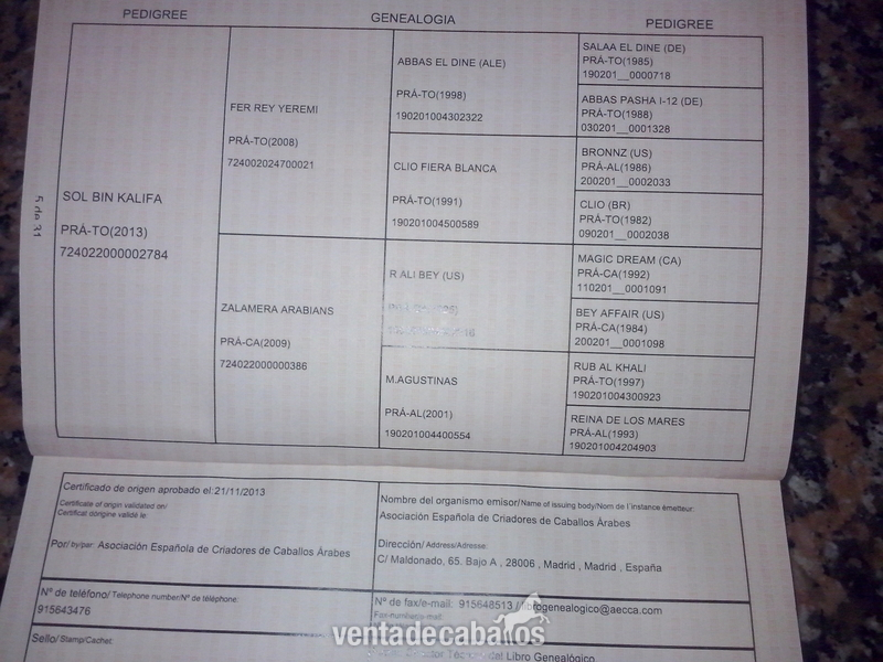 Oportunidad semental arabe  in 