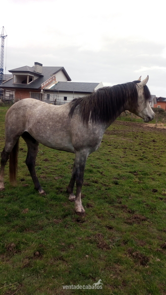 Caballos Árabes Arabe - Oportunidad semental arabe 