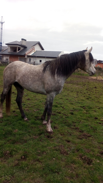 Caballos Árabes Arabe - Oportunidad semental arabe 