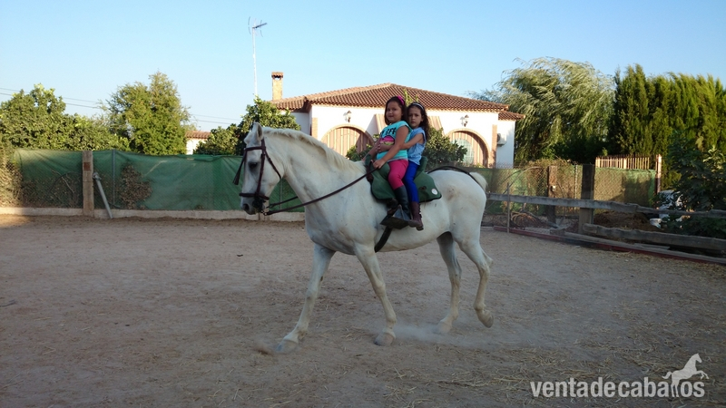 Hispano-Arabe