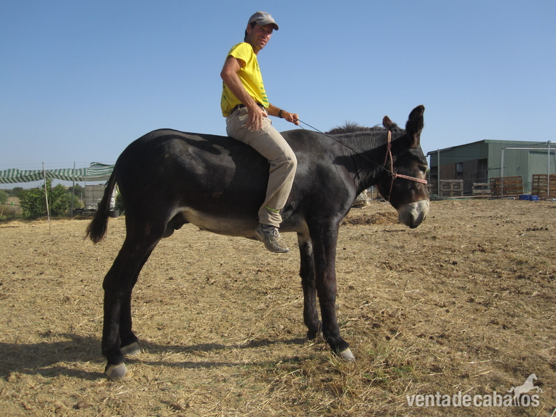 ESPECTACULAR BURRO SEMENTAL in 