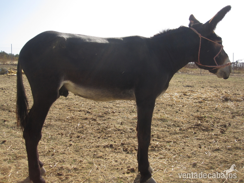Asno {TYPE}