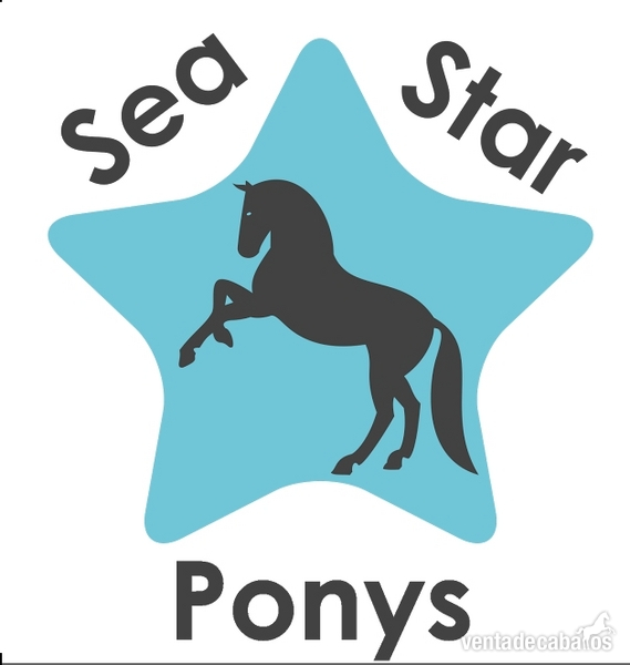 SEA STAR PONYS - VENTA DE PONYS in 