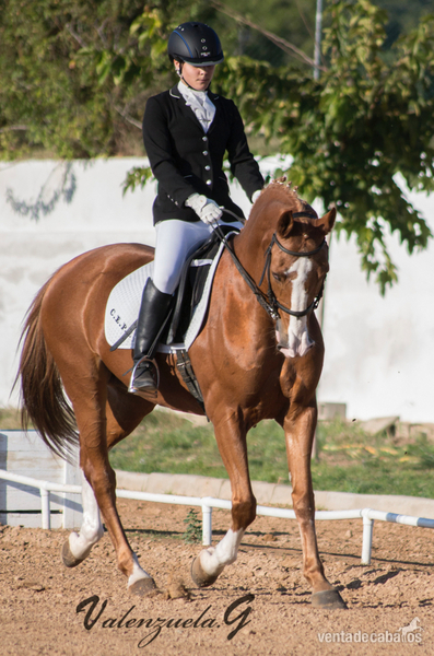 Pony
