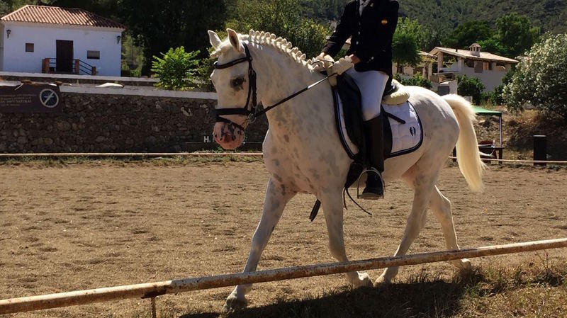Pony {TYPE}