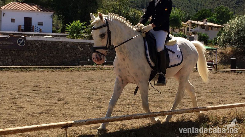 Pony {TYPE}