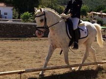 SEA STAR PONYS - VENTA DE PONYS