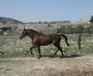 Andaluz