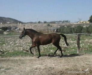 Andaluz