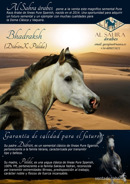 YEGUADA AL SAHRA ARABES in 