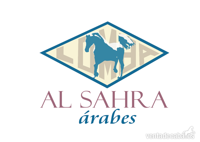 Pura Raza Arabe