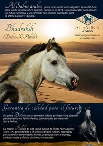 YEGUADA AL SAHRA ARABES